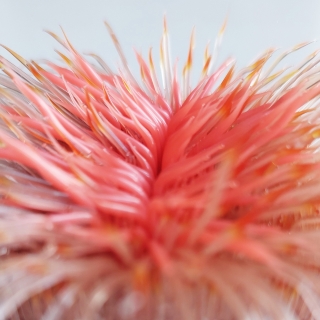 20230119_124201.jpg Cosmos V