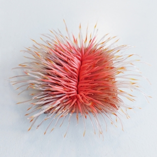 20230119_124056.jpg Cosmos V