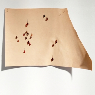 20230924_140843web.jpg Ephélides