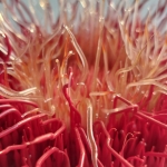 20240902_185857web.jpg Cosmos III (grand)