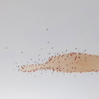 20250901_160425web.jpg Constellation