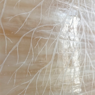 IMG_0013.jpg Fossile II