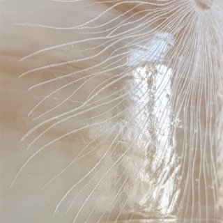 IMG_0026web.jpg Fossile I