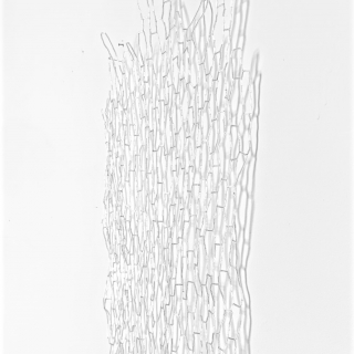 IMG_1125web.jpg Ecorce